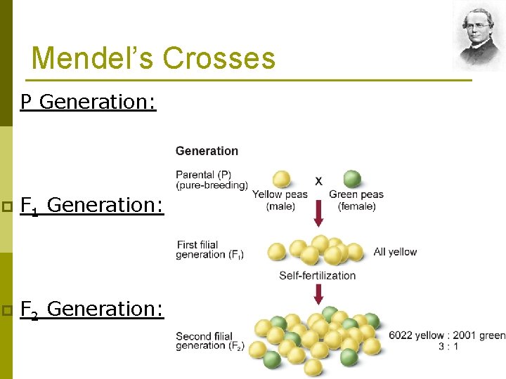 Mendel’s Crosses p P Generation: p F 1 Generation: p F 2 Generation: 