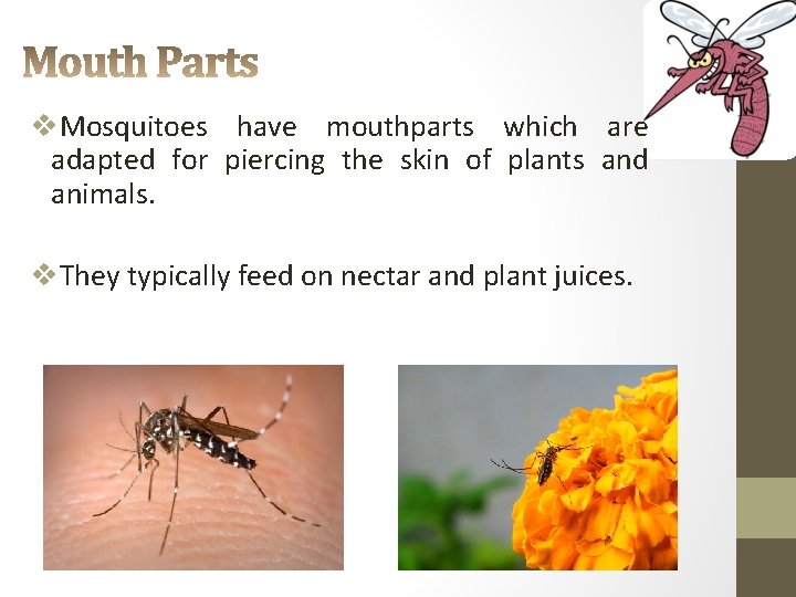 v. Mosquitoes have mouthparts which are adapted for piercing the skin of plants and