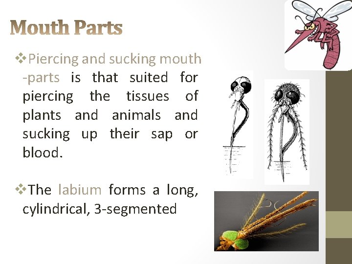 v. Piercing and sucking mouth -parts is that suited for piercing the tissues of