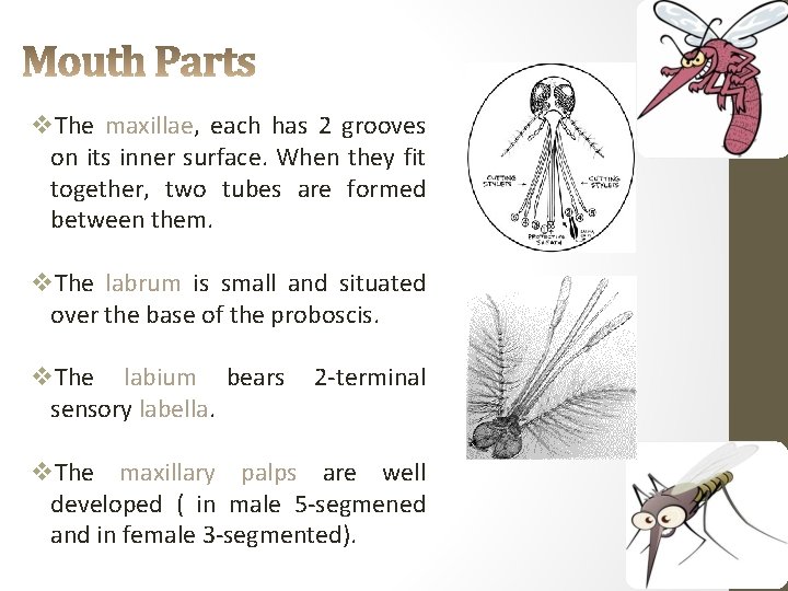 v. The maxillae, each has 2 grooves on its inner surface. When they fit