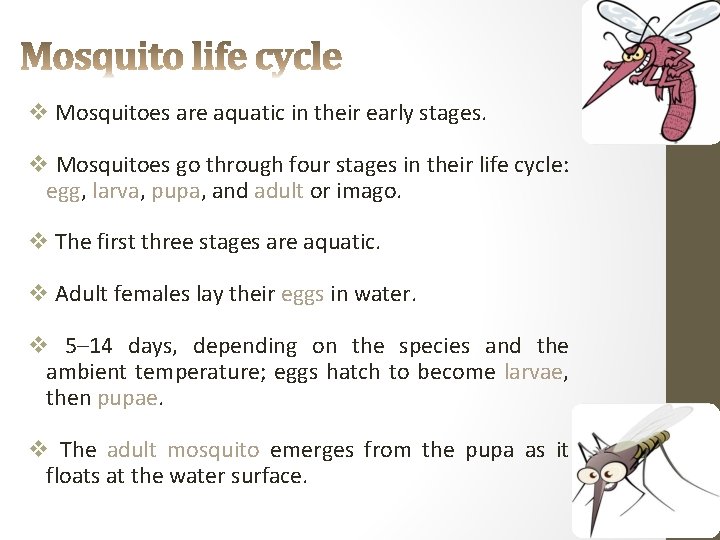 v Mosquitoes are aquatic in their early stages. v Mosquitoes go through four stages
