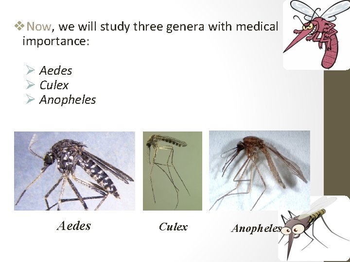 v. Now, we will study three genera with medical importance: Ø Aedes Ø Culex