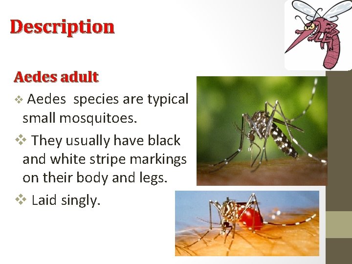 Description Aedes adult v Aedes species are typical small mosquitoes. v They usually have