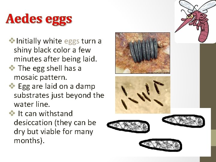 Aedes eggs v. Initially white eggs turn a shiny black color a few minutes