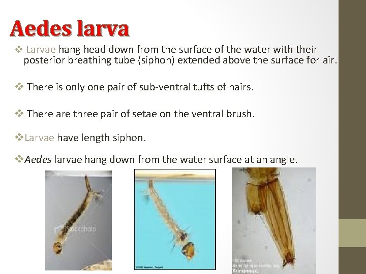 Aedes larva v Larvae hang head down from the surface of the water with