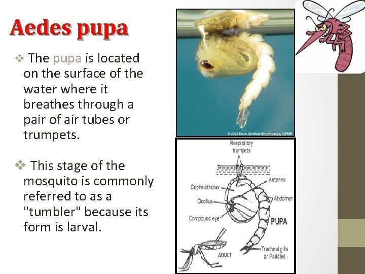 Aedes pupa v The pupa is located on the surface of the water where