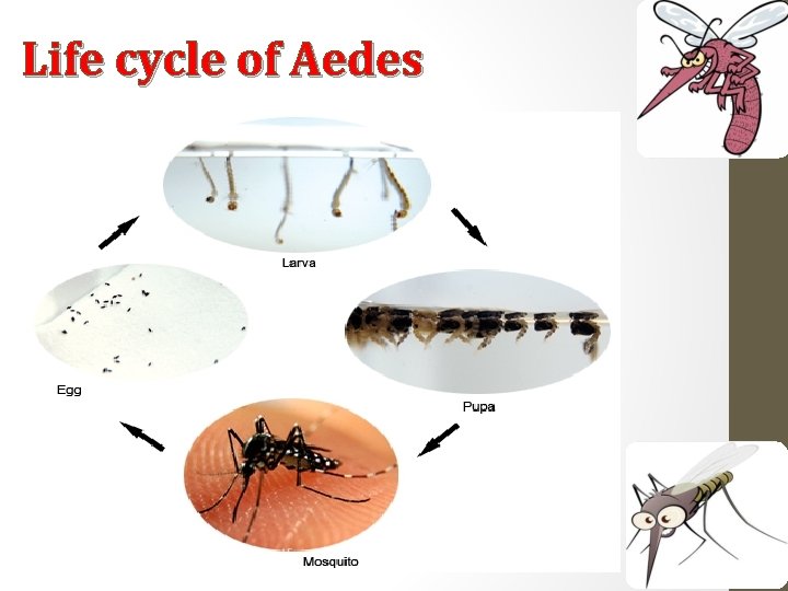 Life cycle of Aedes 
