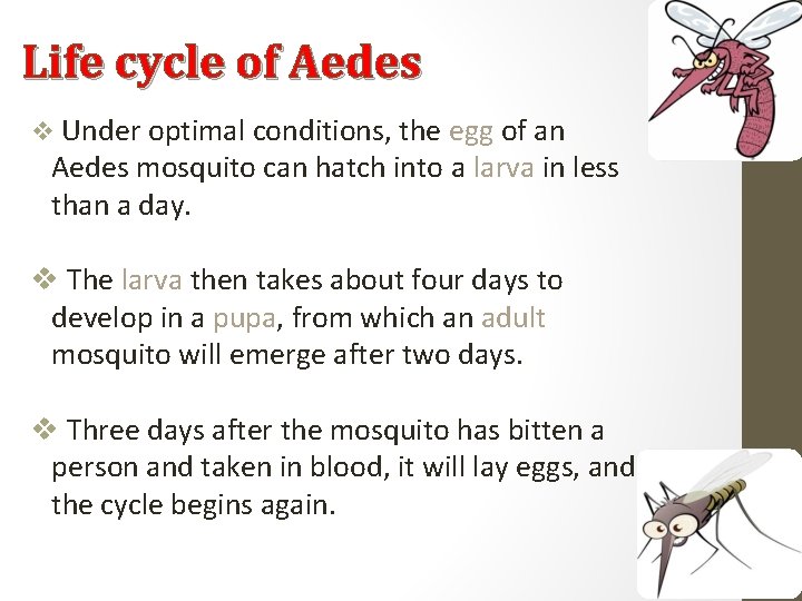 Life cycle of Aedes v Under optimal conditions, the egg of an Aedes mosquito