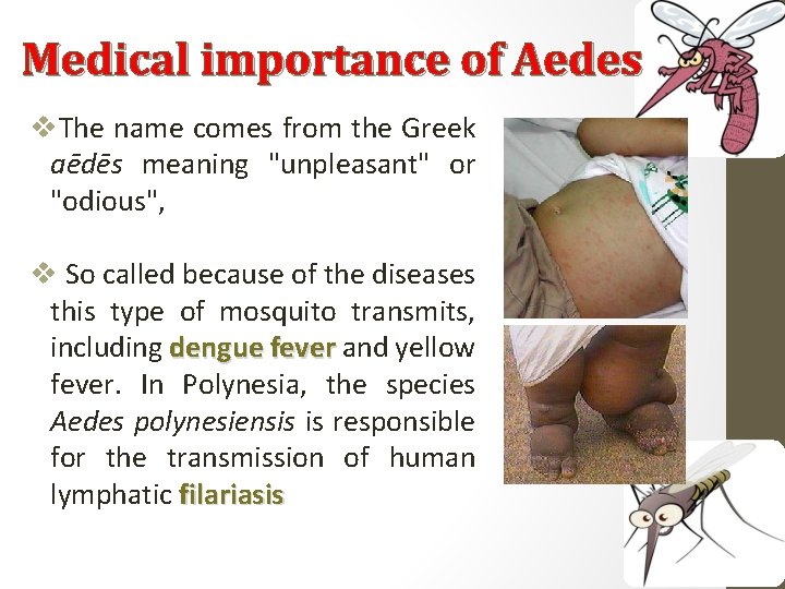 Medical importance of Aedes v. The name comes from the Greek aēdēs meaning "unpleasant"