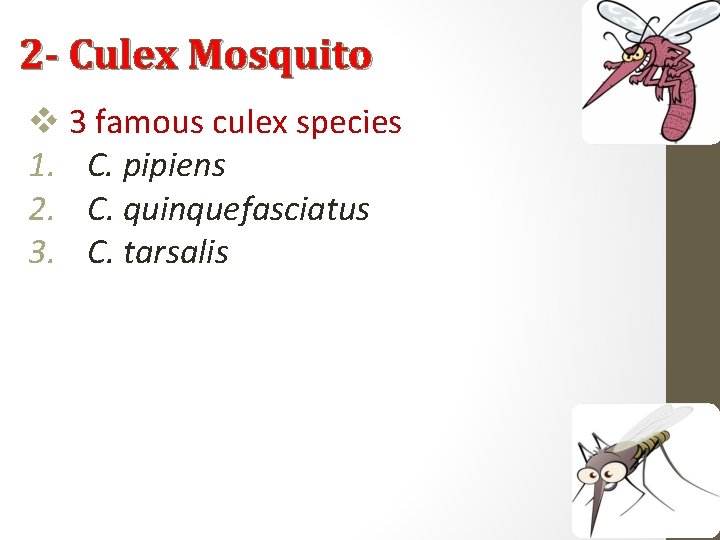 2 - Culex Mosquito v 3 famous culex species 1. C. pipiens 2. C.