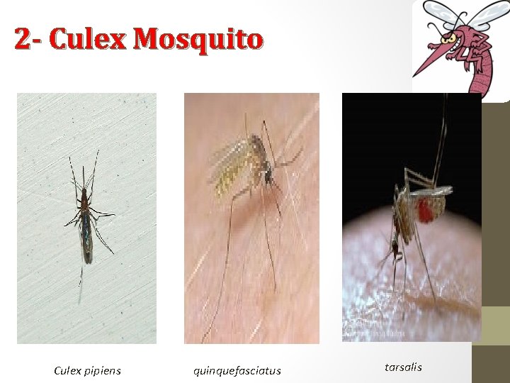 2 - Culex Mosquito Culex pipiens quinquefasciatus tarsalis 