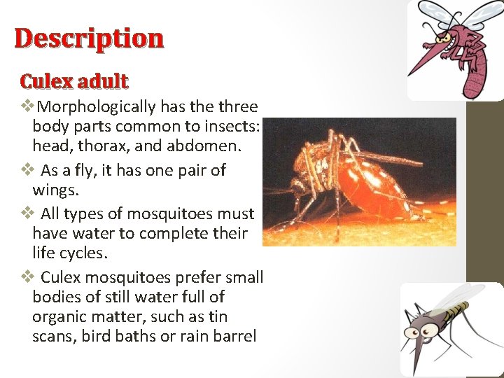 Description Culex adult v. Morphologically has the three body parts common to insects: head,