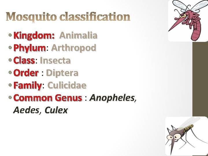  • Kingdom: Animalia • Phylum: Phylum Arthropod • Class: Class Insecta • Order