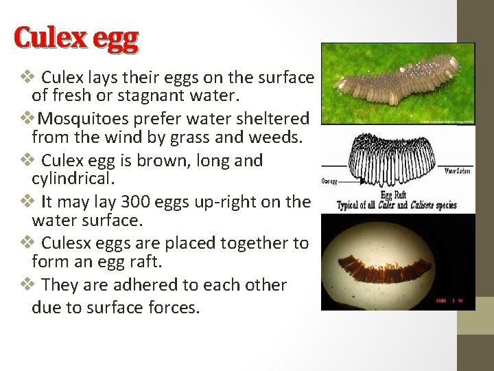 Culex egg v Culex lays their eggs on the surface of fresh or stagnant