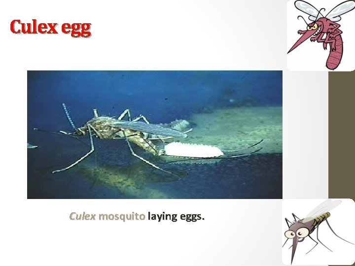 Culex egg Culex mosquito laying eggs. 