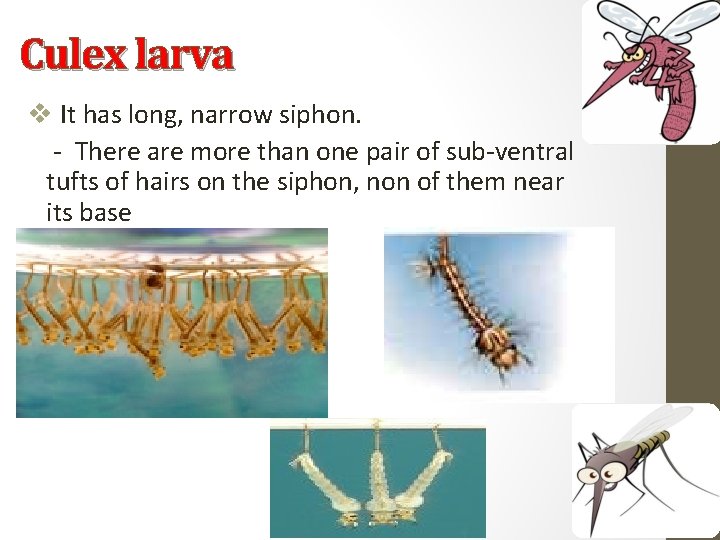 Culex larva v It has long, narrow siphon. - There are more than one