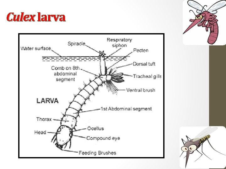 Culex larva 