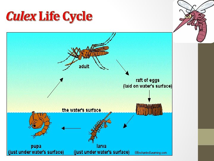 Culex Life Cycle 