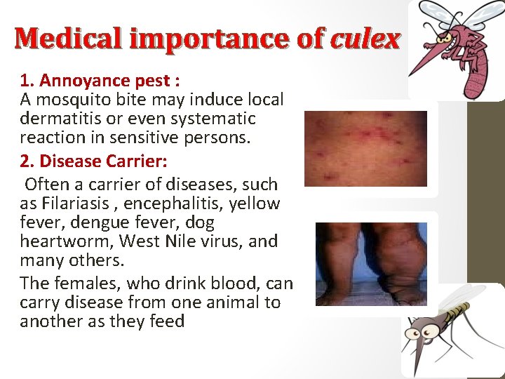 Medical importance of culex 1. Annoyance pest : A mosquito bite may induce local