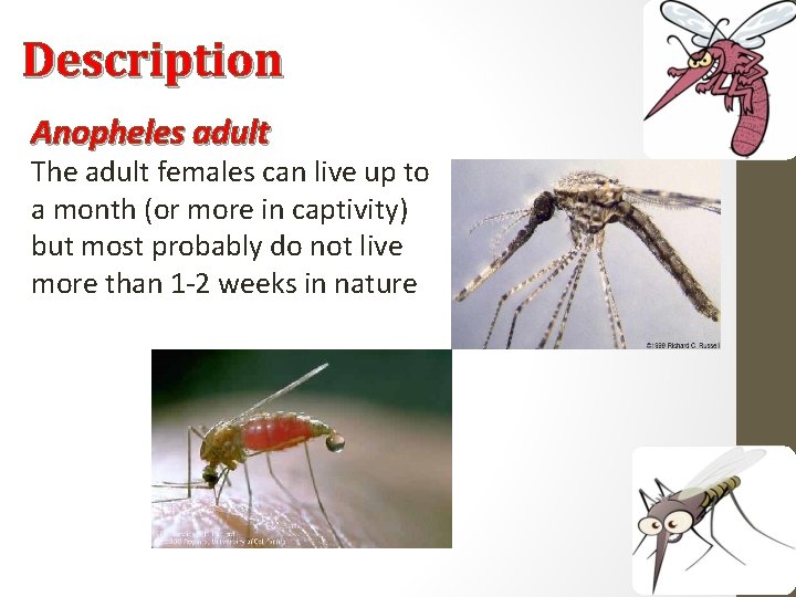 Description Anopheles adult The adult females can live up to a month (or more