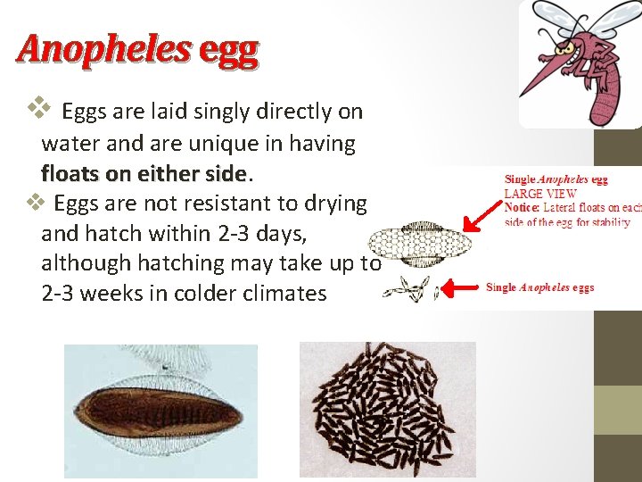 Anopheles egg v Eggs are laid singly directly on water and are unique in