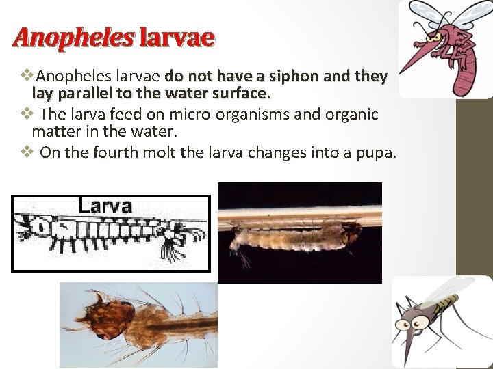 Anopheles larvae v. Anopheles larvae do not have a siphon and they lay parallel