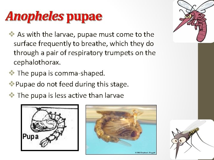 Anopheles pupae v As with the larvae, pupae must come to the surface frequently