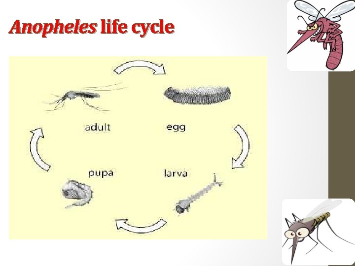 Anopheles life cycle 