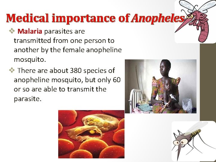 Medical importance of Anopheles v Malaria parasites are transmitted from one person to another