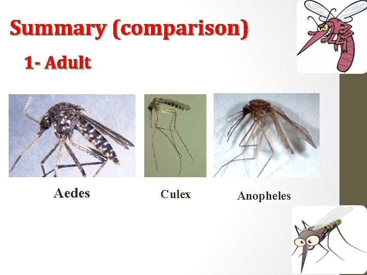 Summary (comparison) 1 - Adult Aedes Culex Anopheles 