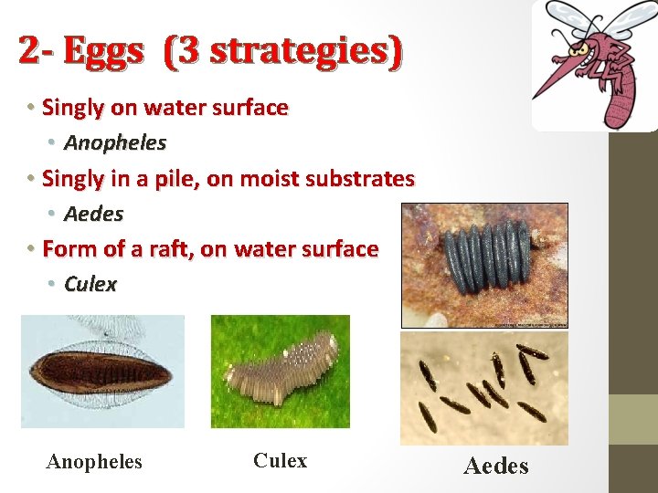 2 - Eggs (3 strategies) • Singly on water surface • Anopheles • Singly