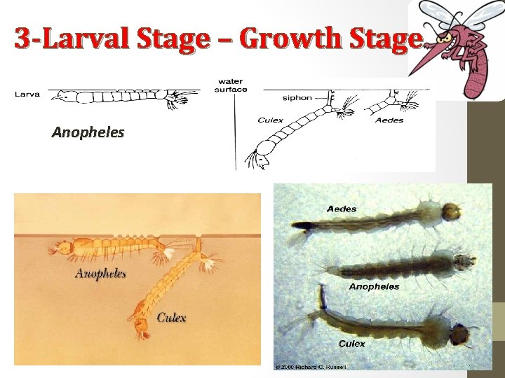 3 -Larval Stage – Growth Stage Anopheles 