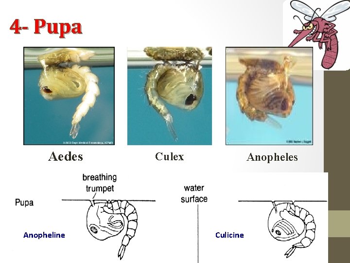 4 - Pupa Aedes Anopheline Culex Anopheles Culicine 