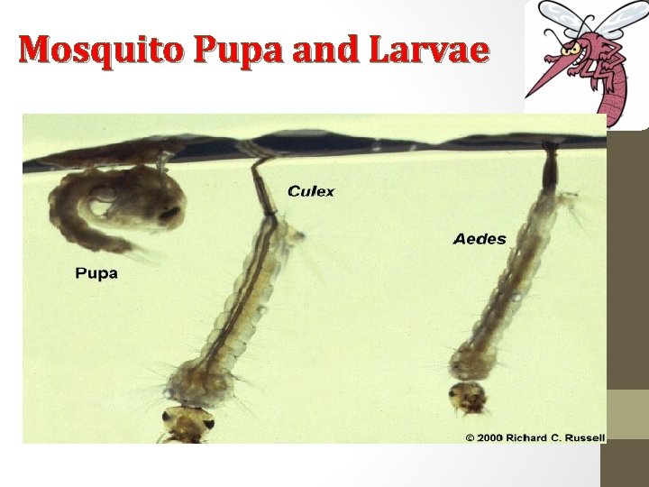 Mosquito Pupa and Larvae 