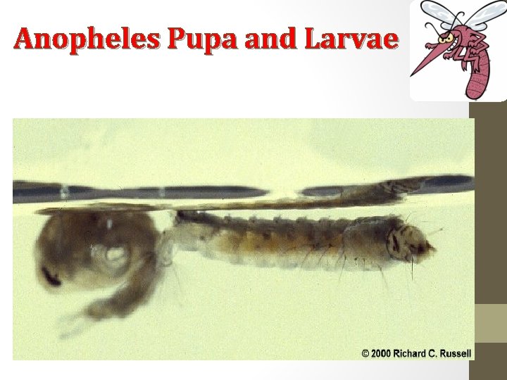 Anopheles Pupa and Larvae 