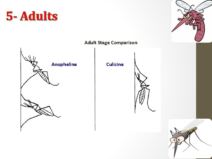 5 - Adults Adult Stage Comparison Anopheline Culicine 