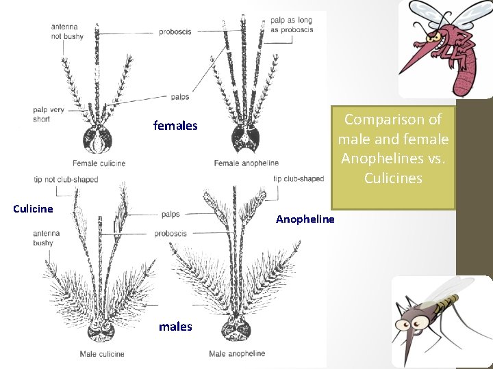 Comparison of male and female Anophelines vs. Culicines females Culicine Anopheline males 