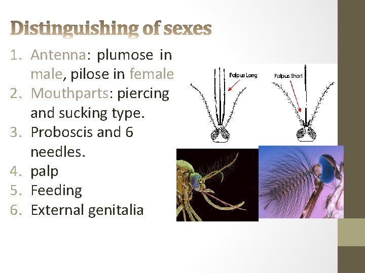 1. Antenna: plumose in male, pilose in female 2. Mouthparts: piercing and sucking type.