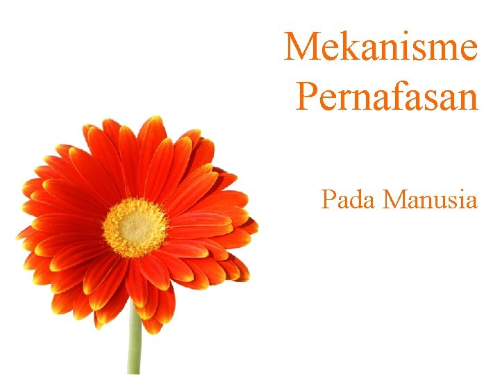 Mekanisme Pernafasan Pada Manusia 