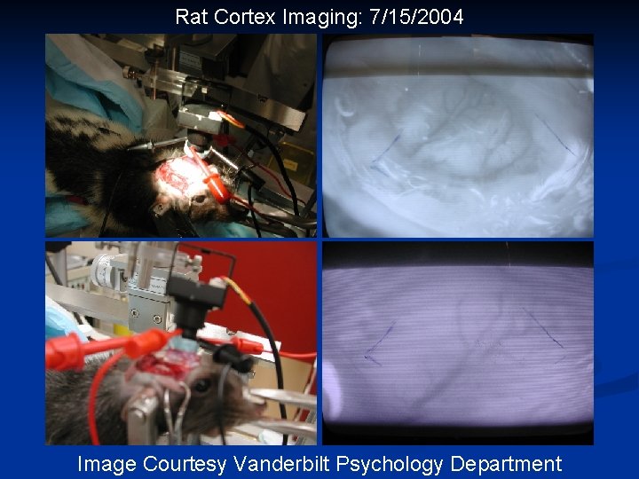 Rat Cortex Imaging: 7/15/2004 Image Courtesy Vanderbilt Psychology Department 