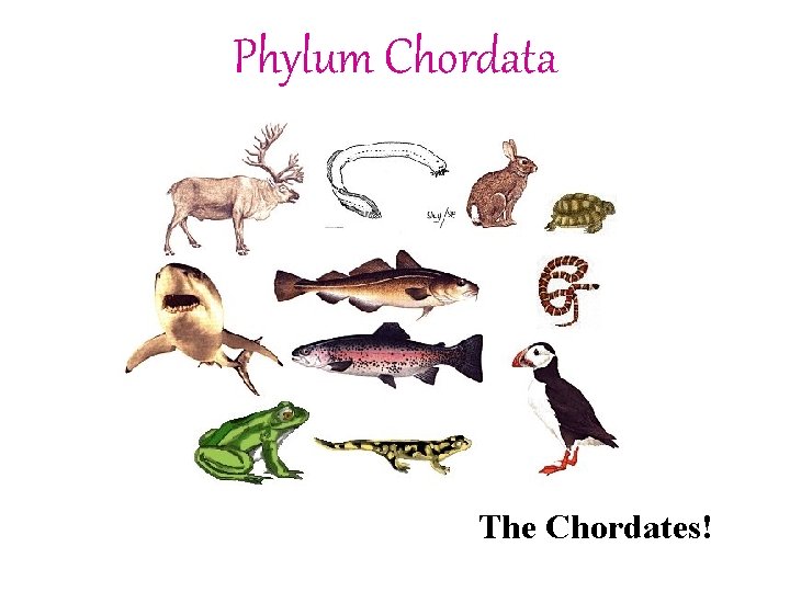 Phylum Chordata The Chordates! 