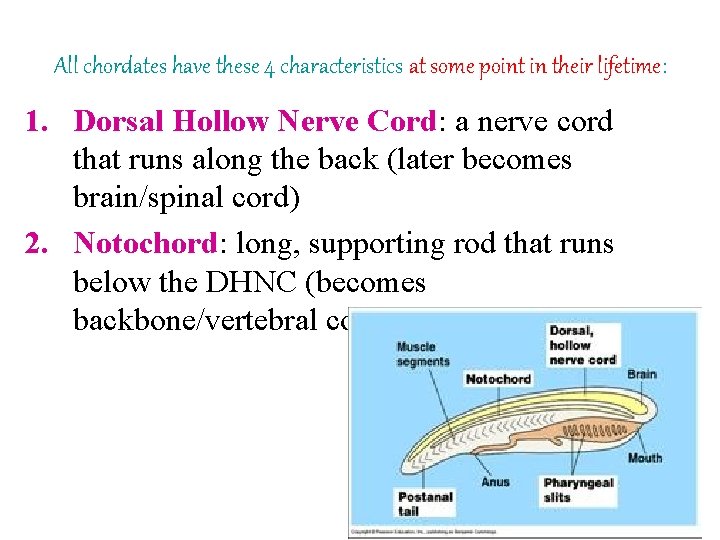 All chordates have these 4 characteristics at some point in their lifetime: 1. Dorsal