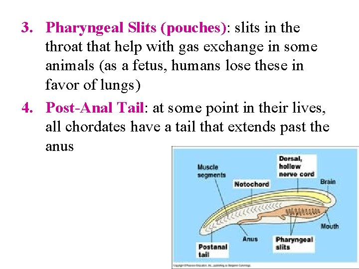 3. Pharyngeal Slits (pouches): slits in the throat that help with gas exchange in