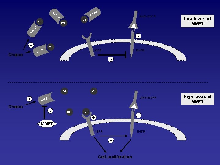 BP FB IG IGF P IGF ANTI-EGFR IGF Low levels of MMP 7 IG