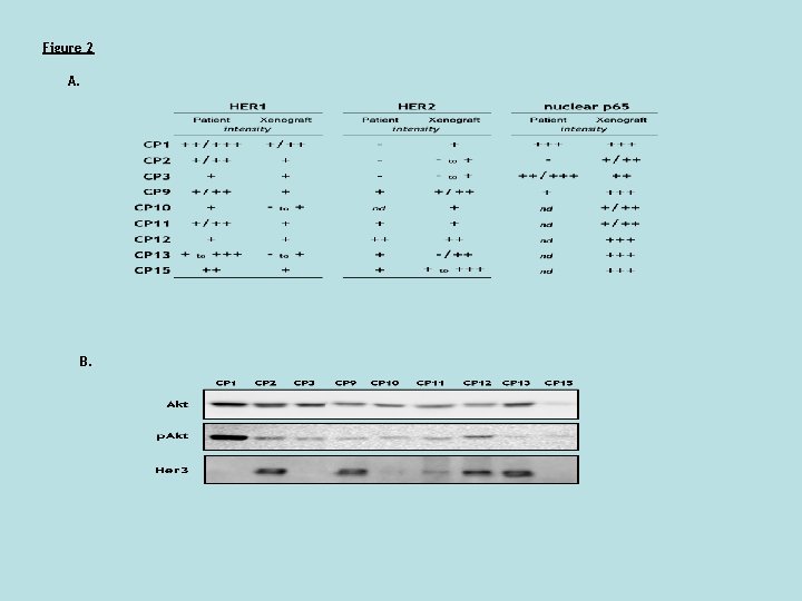 Figure 2 A. B. 