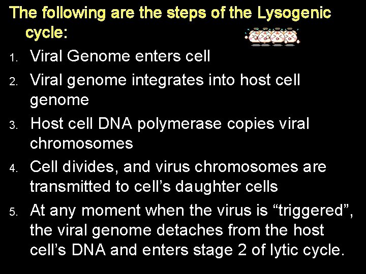 The following are the steps of the Lysogenic cycle: 1. Viral Genome enters cell