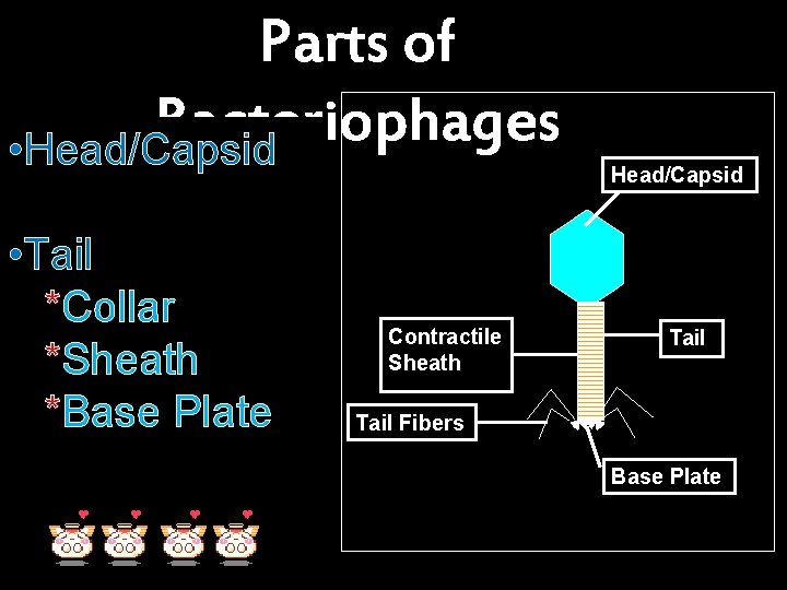 Parts of Bacteriophages • Head/Capsid • Tail *Collar *Sheath *Base Plate Contractile Sheath Head/Capsid