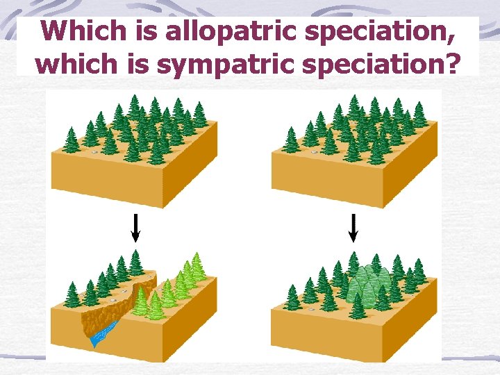 Which is allopatric speciation, which is sympatric speciation? 