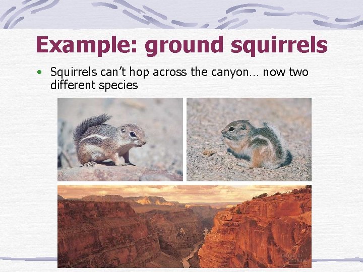 Example: ground squirrels • Squirrels can’t hop across the canyon… now two different species