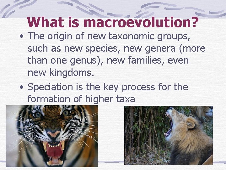 What is macroevolution? • The origin of new taxonomic groups, such as new species,